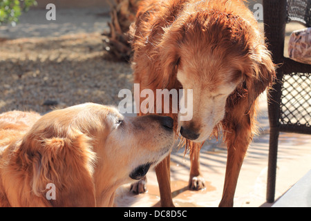 Mâle et femelle golden retriever interaction senior Banque D'Images