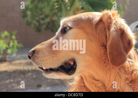 Profil de côté d'un mâle golden retriever Banque D'Images