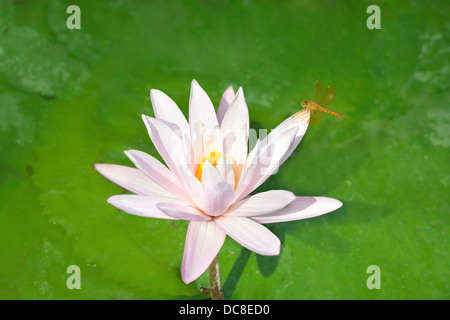 Libellule sur un lotus blanc avec des feuilles vertes sur fond Banque D'Images