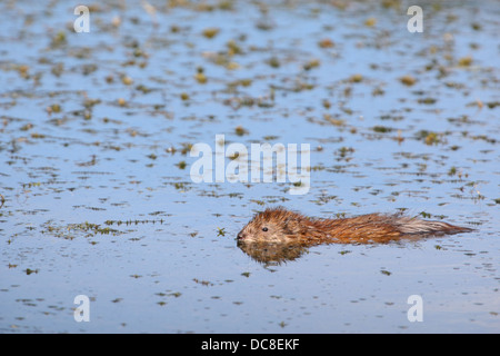 Le rat musqué, Ondatra (Ondatra zibethicus) au lac Baikal, Sibérie, Russie. Banque D'Images