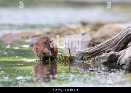 Le rat musqué, Ondatra (Ondatra zibethicus) au lac Baikal, Sibérie, Russie. Banque D'Images