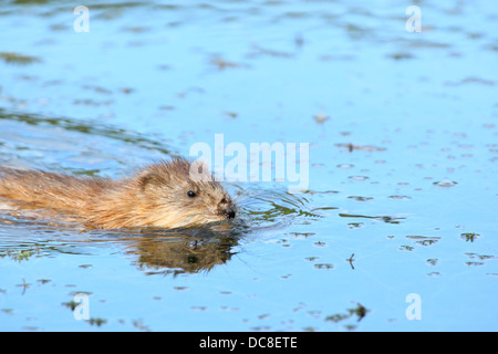 Le rat musqué, Ondatra (Ondatra zibethicus) au lac Baikal, Sibérie, Russie. Banque D'Images