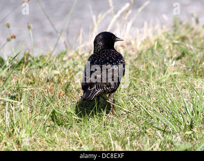 Mature Etourneau sansonnet (Sturnus vulgaris) au cours des différentes saisons, dans un champ, dans un arbre, la collecte de matériel de nidification et posant sur un poteau Banque D'Images