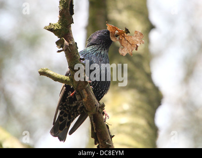 Mature Etourneau sansonnet (Sturnus vulgaris) au cours des différentes saisons, dans un champ, dans un arbre, la collecte de matériel de nidification et posant sur un poteau Banque D'Images