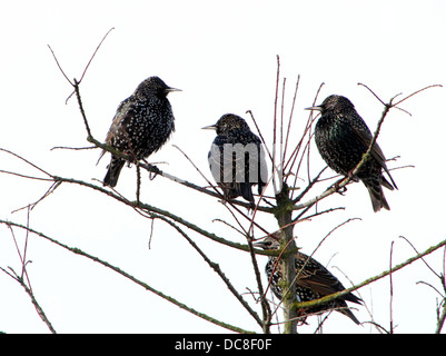 Mature Etourneau sansonnet (Sturnus vulgaris) au cours des différentes saisons, dans un champ, dans un arbre, la collecte de matériel de nidification et posant sur un poteau Banque D'Images