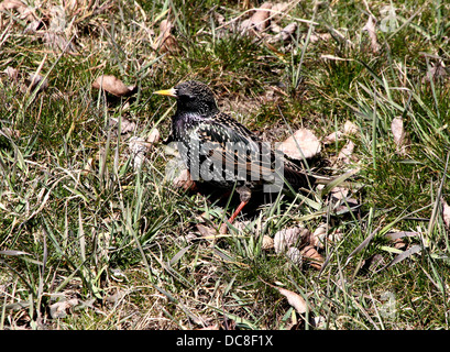 Mature Etourneau sansonnet (Sturnus vulgaris) au cours des différentes saisons, dans un champ, dans un arbre, la collecte de matériel de nidification et posant sur un poteau Banque D'Images