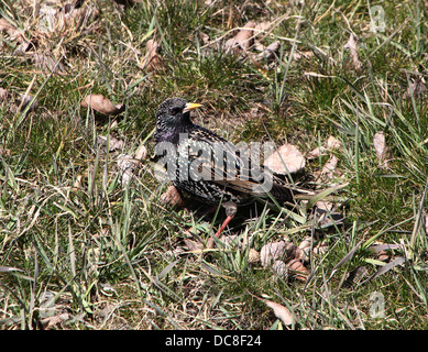 Mature Etourneau sansonnet (Sturnus vulgaris) au cours des différentes saisons, dans un champ, dans un arbre, la collecte de matériel de nidification et posant sur un poteau Banque D'Images