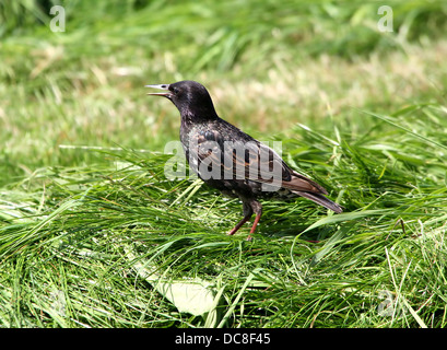 Mature Etourneau sansonnet (Sturnus vulgaris) au cours des différentes saisons, dans un champ, dans un arbre, la collecte de matériel de nidification et posant sur un poteau Banque D'Images