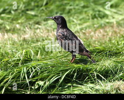 Mature Etourneau sansonnet (Sturnus vulgaris) Banque D'Images