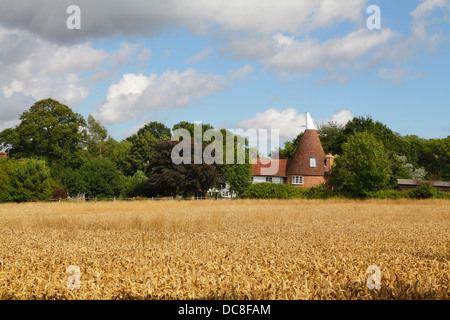 Temps de récolte est Sussex Angleterre Angleterre Royaume-Uni. Champ de blé et maison Oast. Banque D'Images