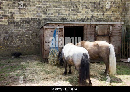Poneys Shetland au Zoo à Arundel Castle dans West Sussex en Angleterre Banque D'Images