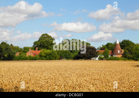 Temps de récolte est Sussex Angleterre Angleterre Royaume-Uni. Champ de blé abd Oast House. Banque D'Images