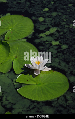Un seul soleil, White Water-lily fleur et feuilles Banque D'Images