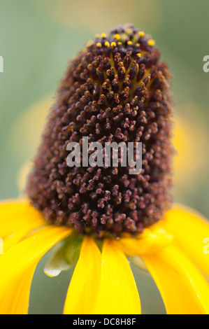 Rudbeckia maxima, échinacée géant Banque D'Images