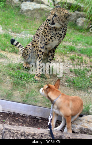 Deux ans femme guépard Frela du zoo à Katowice (Pologne) se trouve derrière un panneau de verre pendant que le chien regarde au Parc Zoologique à Erfurt, Allemagne, 12 août 2013. Le passage de Katowice à Erfurt adopté sans incidents. Frela est censé produire une descendance à Zoopark avec guépard mâle Ghalib. Photo : MARC N.R.I.T. Banque D'Images