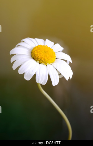 Leucanthemum vulgare) ircutianum, (portrait vertical de fleurs avec beau accent fond gris. Banque D'Images