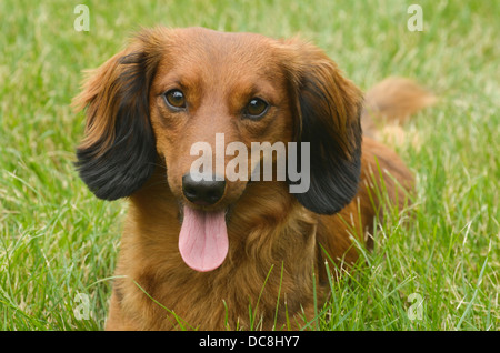 Chien - portrait - Portrait de teckel Long-Haired rouge Banque D'Images