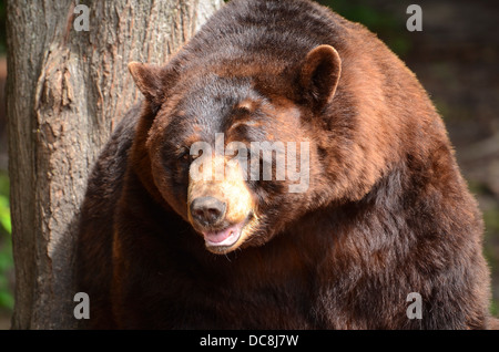 Ours noir (Ursus americanus) avec un pelage brun Banque D'Images