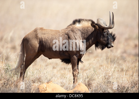 Le Gnou noir, (Connochaetes gnou), Mountain Zebra National Park, Afrique du Sud Banque D'Images