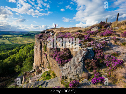 Hathersage Moor Millstone Edge en août avec purple heather Peak District National Park Angleterre Derbyshire UK GO Europe Banque D'Images