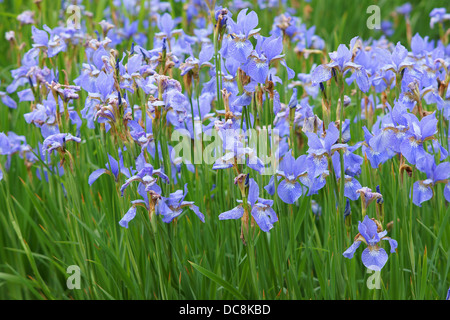 Blue Iris sibirica fleurs en pleine floraison Banque D'Images