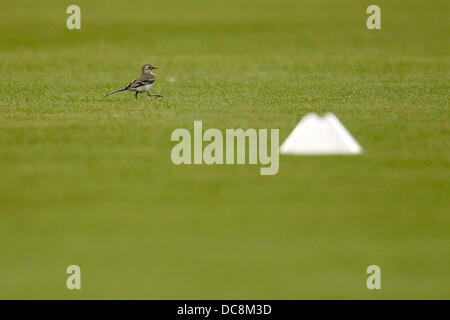 Mainz, Allemagne. Août 12, 2013. Un oiseau passe devant un marqueur avant la formation publique de l'équipe nationale de football allemande à la Coface Arena à Mainz, Allemagne, 12 août 2013. Photo : FREDRIK VON ERICHSEN/dpa/Alamy Live News Banque D'Images