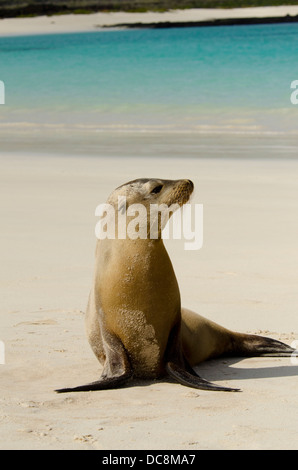 L'Equateur, Galapagos, San Cristobal. Galapagos endémiques (Zalophus wollebacki) sur plage de sable blanc. Banque D'Images