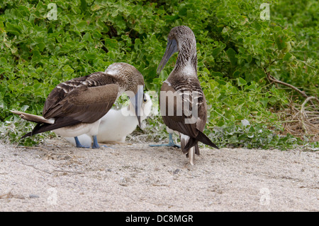 L'Equateur, Galapagos, l'île de Lobos. Fou à pieds bleus de nidification de la paire (WILD : Sula nebouxii excisa) un grand flou poussin. Banque D'Images