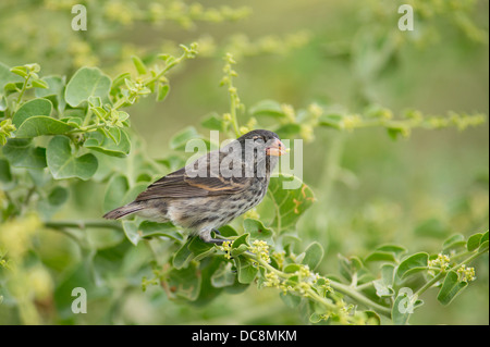 L'Equateur, Galapagos, l'île de Lobos. Finch dans l'arbre. Banque D'Images