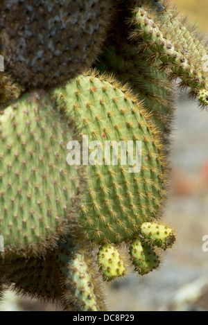 L'Equateur, Galapagos, l'île South Plaza. Détail de l'Oponce de géant : Opuntia echios (endémique). Banque D'Images