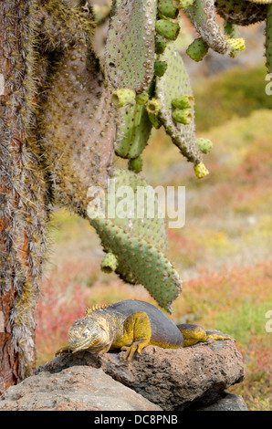 L'Equateur, Galapagos, l'île South Plaza. Land iguana (Conolophus subcristatus) en vertu de l'Oponce de géant. Banque D'Images