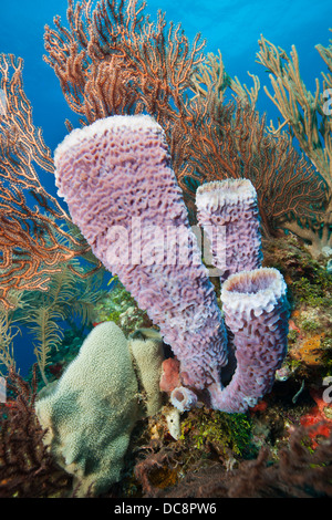 Vase bleu azur (Callyspongia plicifera éponge) sur un récif de coraux tropicaux de l'île de Roatan, Honduras. Banque D'Images