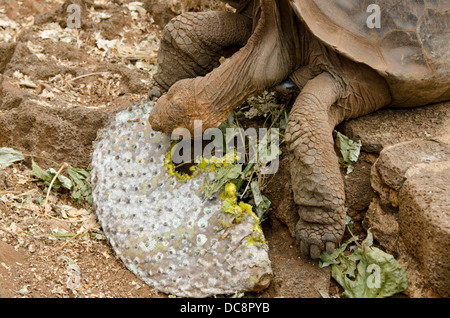 L'Equateur, Galapagos, Santa Cruz. Centre de recherche Charles Darwin. Galapagos Giant Tortoise eating oponce de l'Est. Banque D'Images