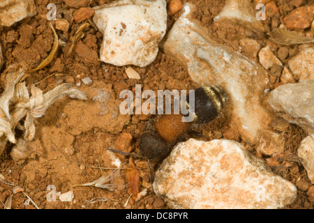 Ant de velours. Corfou. Grèce Banque D'Images