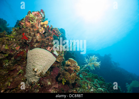 Vase rose éponge (Niphates digitalis) sur un récif de coraux tropicaux de l'île de Roatan, Honduras. Banque D'Images