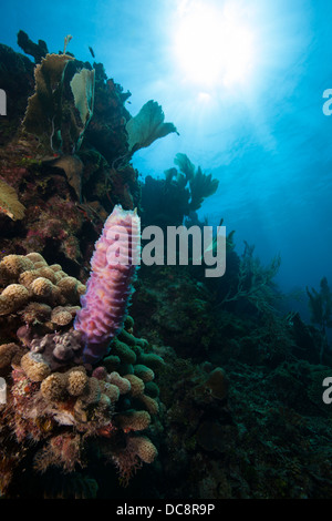 Vase bleu azur (Callyspongia plicifera éponge) sur un des récifs tropicaux de l'île de Roatan, Honduras. Banque D'Images