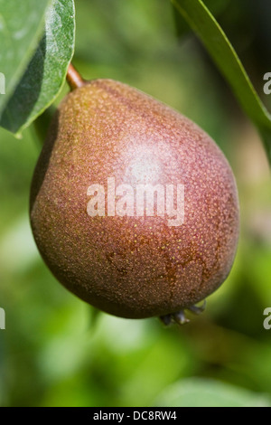 Pyrus communis. 'Poire' Worcester noir dans un verger. Banque D'Images