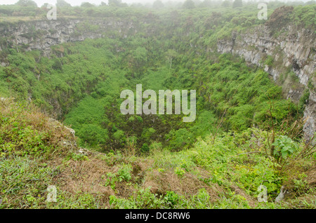 L'Equateur, Galapagos. Hautes terres de Santa Cruz, Los Gemelos. Deux dépressions volcaniques. Sommaire des grandes caldera. Banque D'Images