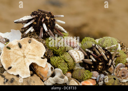 L'Equateur, Galapagos, Floreana, Punta Cormoran. Groupe de coquilles de mer, oursins et sand dollar. Banque D'Images