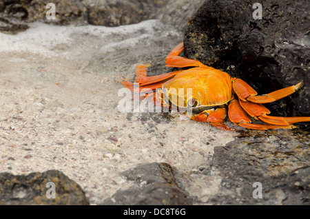 L'Equateur, Galapagos, Sombrero Chino. Sally Lightfoot crab (colorés indigènes sauvages : Grapsus grapsus) sur la pierre de lave couverts beach. Banque D'Images