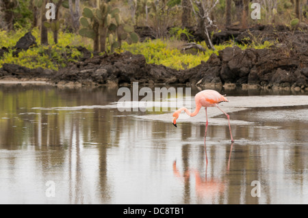 L'Equateur, Galapagos, dans le Nord de l'île de Santa Cruz, Dragon Hill. Flamant rose dans l'habitat de lave avec lagon. Banque D'Images