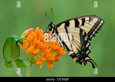 Tigre oriental Swallowtail papillon Papilio glucus se nourrissant sur papillon Weed Asclepias tuberosa E USA Banque D'Images