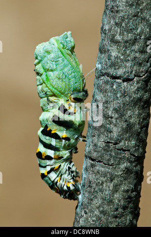 E black swallowtail Butterfly Papilio polyxenes nymphe versant c'est peau E USA