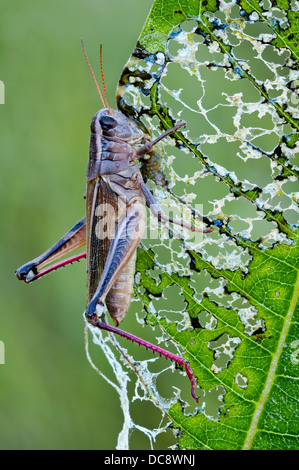 Sauterelle à deux rayures Melanoplus bivittatus sur la feuille d'asclépias syriaca, E USA, par Skip Moody/Dembinsky photo Assoc Banque D'Images