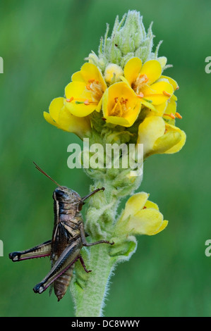 Sauterelle à deux rayures Melanoplus bivittatus sur le Mullein Verbascum thapsus est des Etats-Unis, par Skip Moody/Dembinsky photo Assoc Banque D'Images