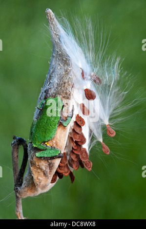 La Rainette Hyla versicolor sur l'Asclépiade incarnate Asclepias syriaca gousse Eastern USA Mi. Banque D'Images