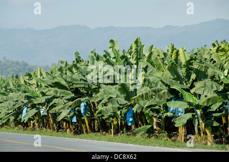 Guatemala, Izabal, Quirigua. Plantation de bananes. Vue sur la vallée entre la Sierra de las Minas et le Montana Espiritu Santo montagnes. Banque D'Images