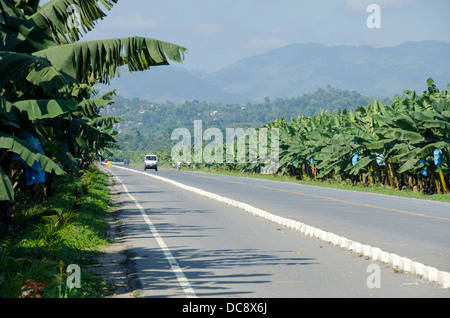 Guatemala, Izabal, Quirigua. Plantation de bananes. Vue sur la vallée entre la Sierra de las Minas et le Montana Espiritu Santo montagnes. Banque D'Images