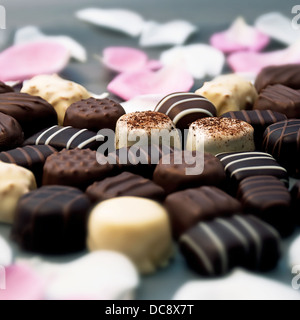 Truffes au chocolat et des pétales de rose Banque D'Images