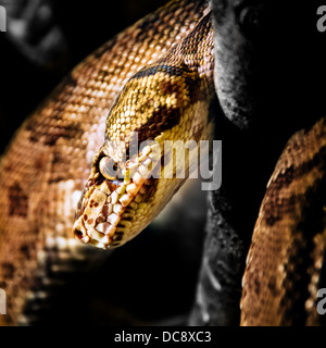 Boa jamaïcain - Close-up head shot Banque D'Images